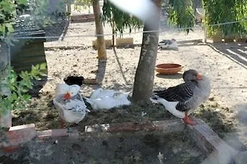 Летний дом Turisme Rural Mas Ramades *